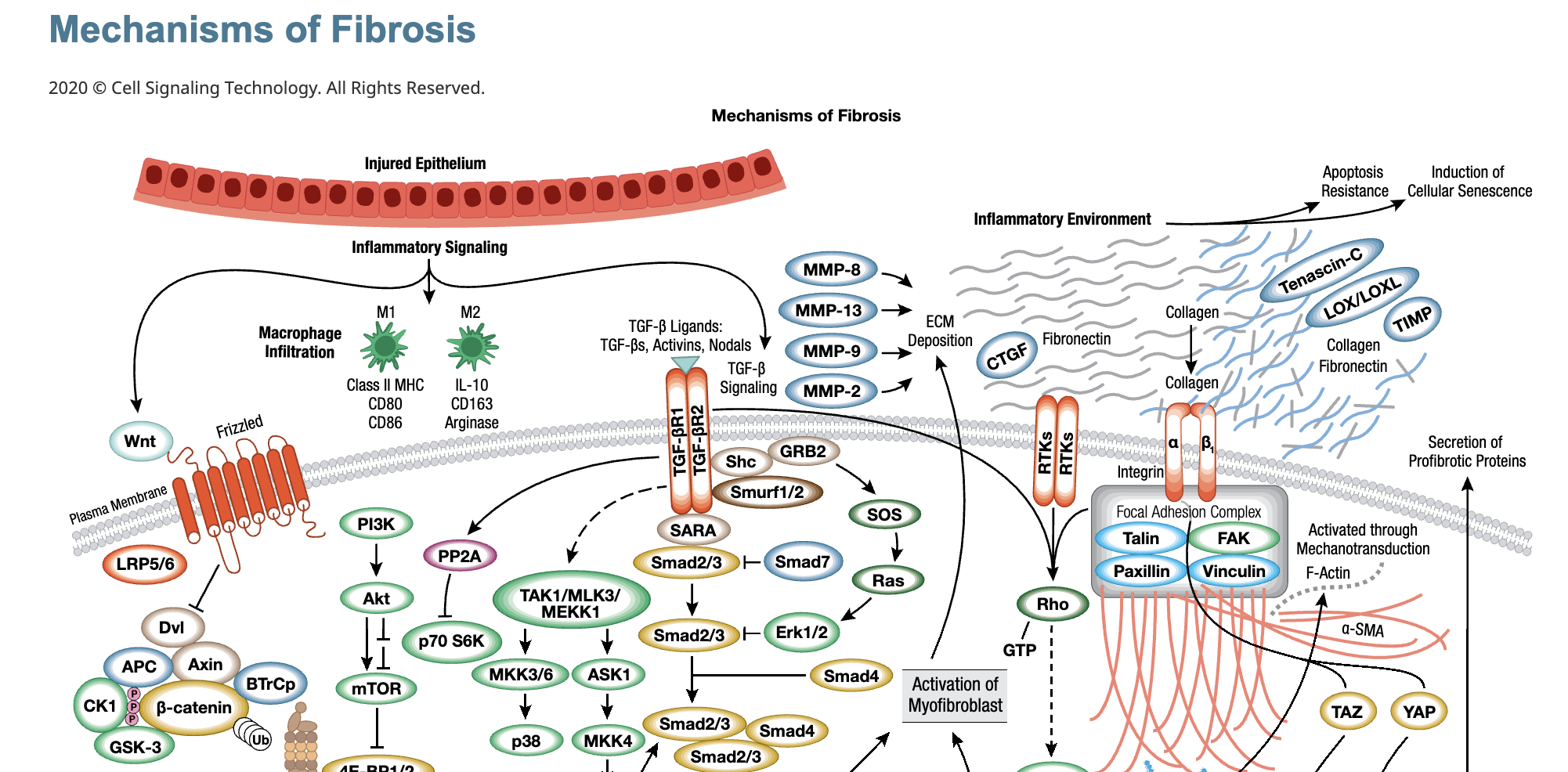 20-EMG-97563 Mechanisms of Fibrosis the context of Covid