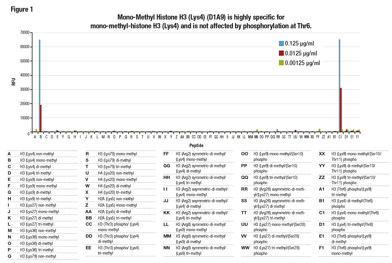 Mono-Methyl Histone H3 (Lys4) (D1A9) is highly specific and is not affected by phosphorylation at Thr6.