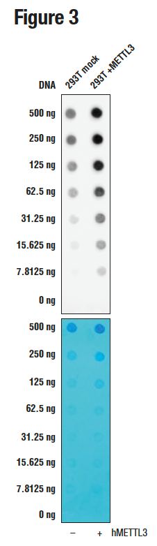 The top panel shows the antibody detecting more methylated adenosine in cells overexpressing METTL3, while the bottom panel shows the membrane stained with methylene blue.