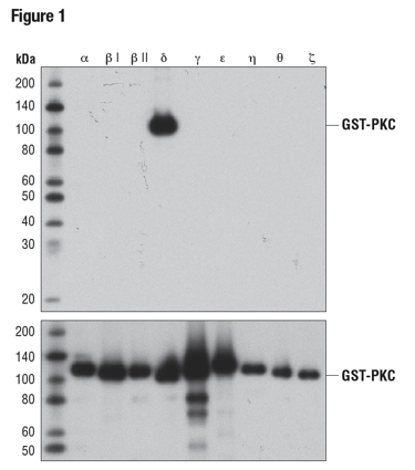 WB analysis of bacterially expressed, GST-tagged, purified PKC isoforms, using PKCδ (D10E2) (upper) or GST (91G1) (lower), demonstrating specificity for PKCδ