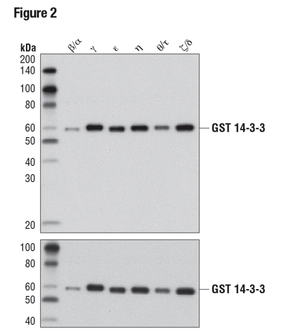 WB analysis of purified, recombinant, GST-tagged 14-3-3 isoforms using 14-3-3 (pan) (upper) or GST (91G1), (lower) demonstrating isoform cross-reactivity.