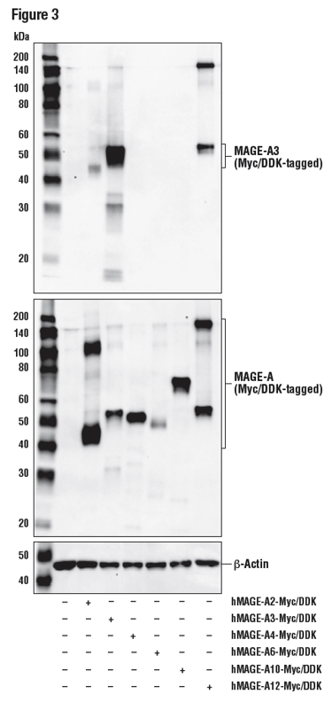 WB analysis of extracts from 293T cells