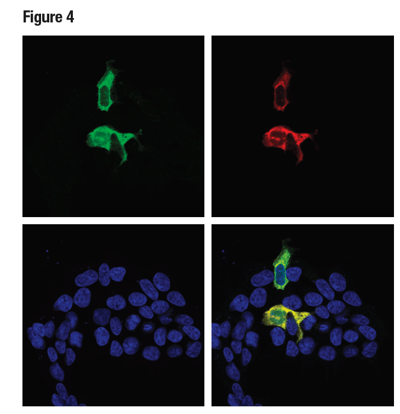 Confocal ICC analysis of 293T cells transiently transfected with a myc-tagged Cas9 (S. pyogenes) construct, using Cas9 (S. pyogenes) (E7M1H) (green) and Myc-Tag (9B11) (red).