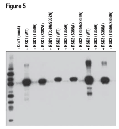 WB analysis of extracts from 293T cells using Phospho-p90RSK (Thr359) (D1E9)