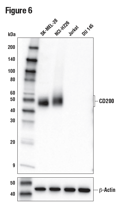 WB analysis of extracts from various cell lines using CD200 (E2K4C)