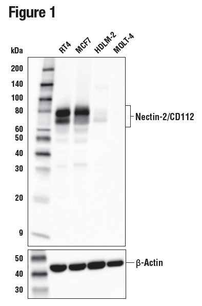 WB analysis of extracts from various human cells using Nectin-2/CD112 (D8D3F)