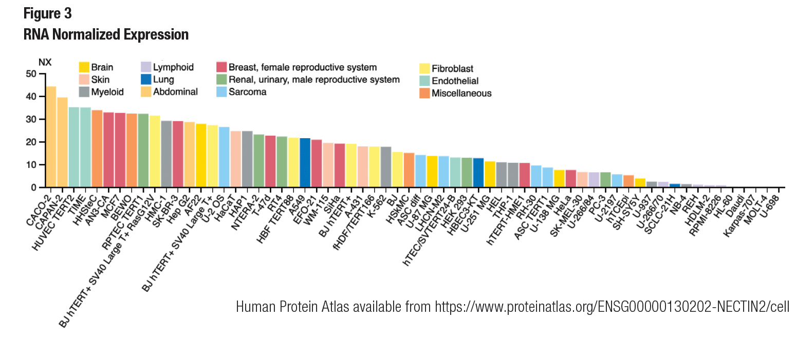 Normalized RNA Expression