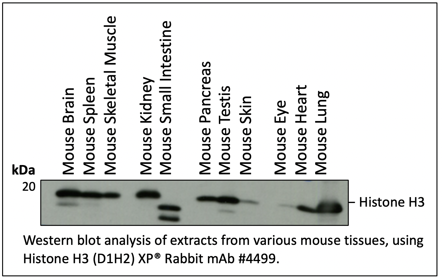 Mouse Tissue Loading Controls