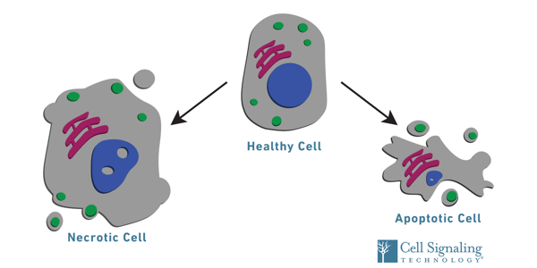 Cell Viability: Healthy cells, necrotic cells and apoptotic cells