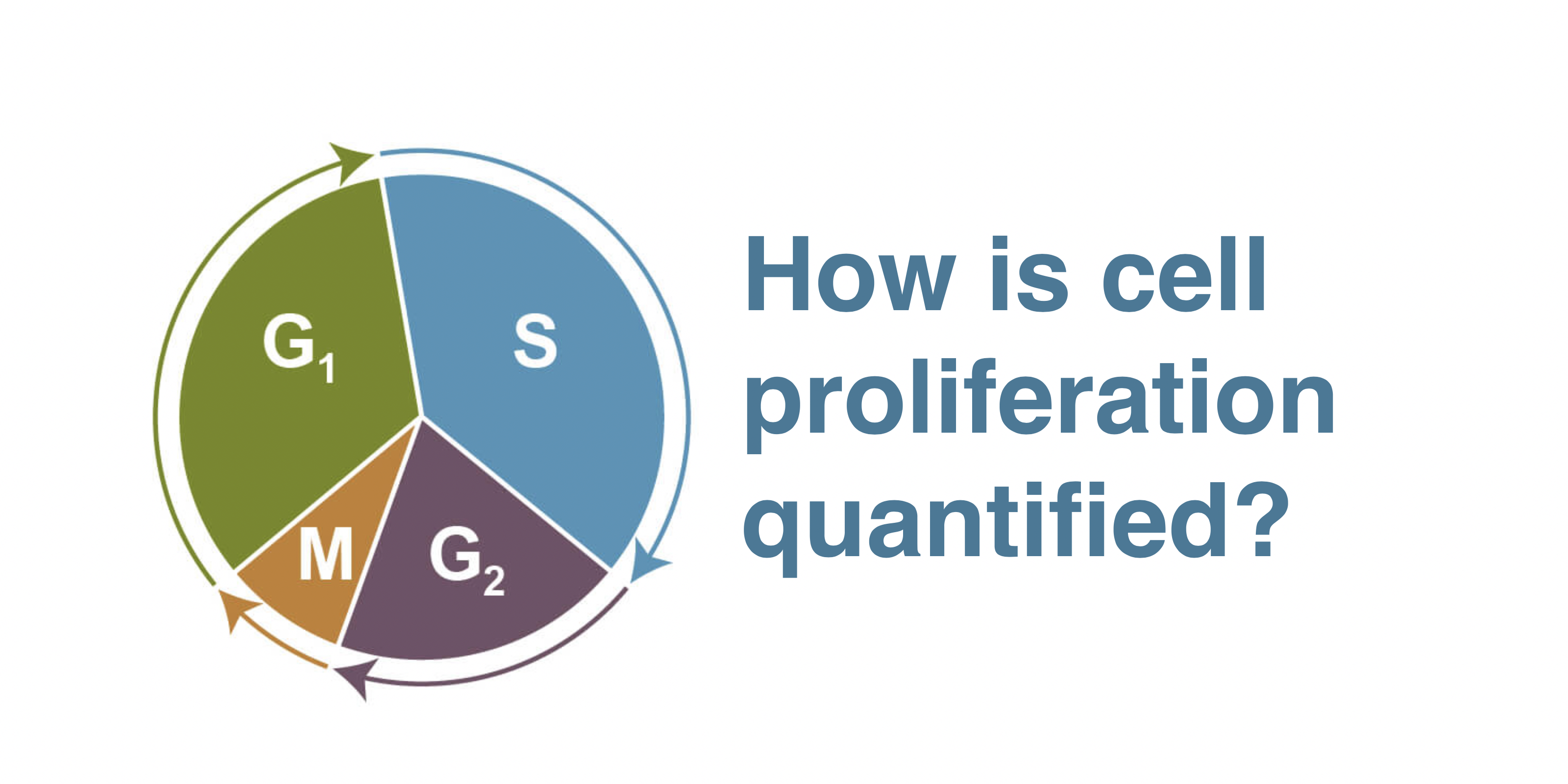Cell Process - How is cell proliferation quantified?