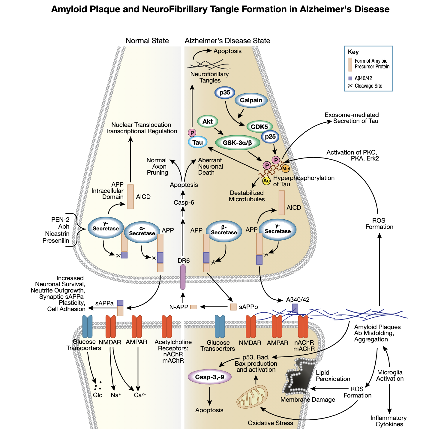 Figure 1 Amyloid Plaque in Alzheimers Interactive Pathway 