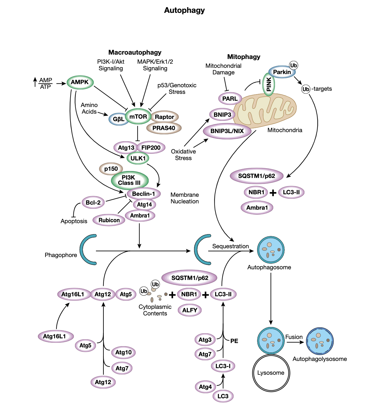 Figure 3 Autophagy Interactive Pathway