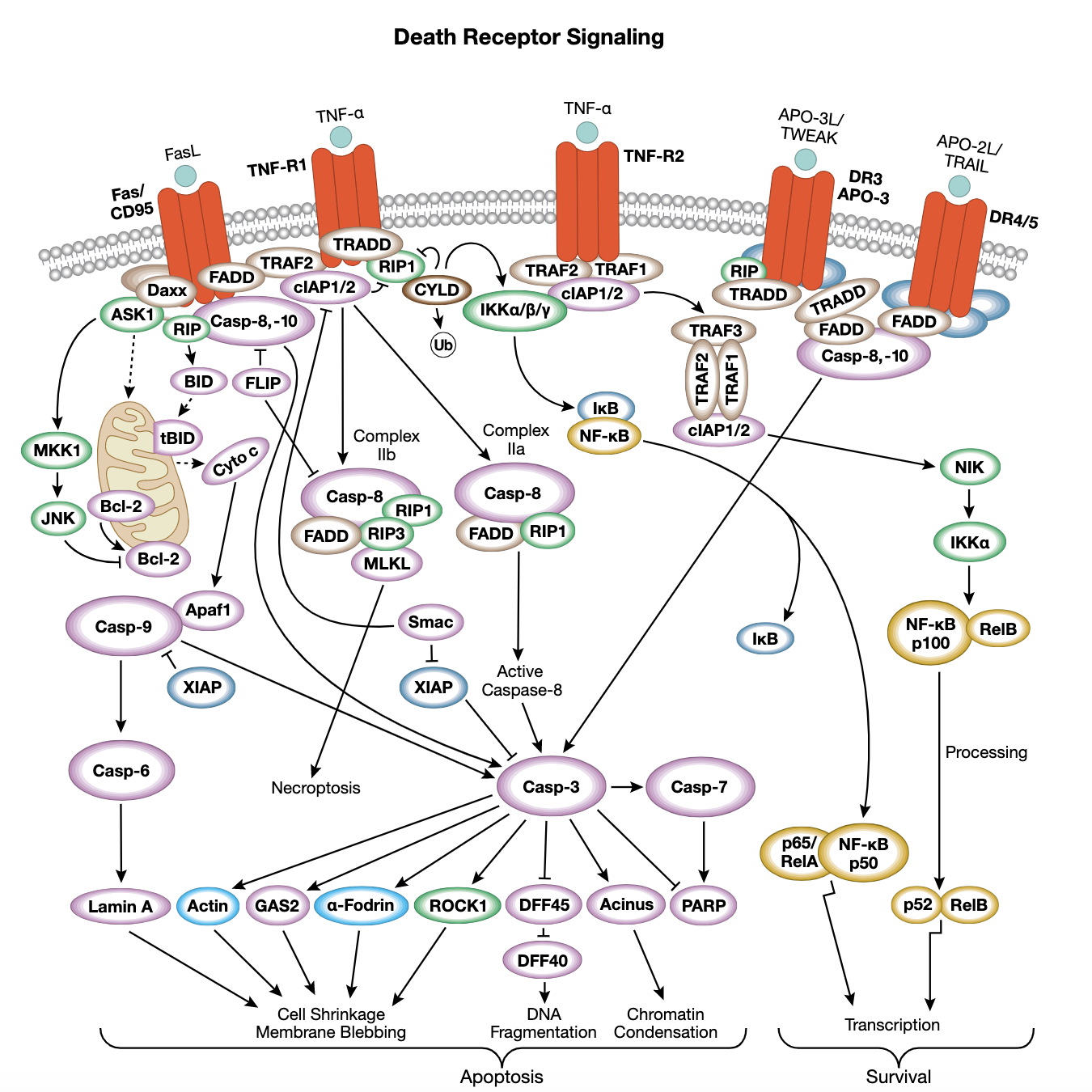 Figure 2 Death Receptor Interactive Pathway