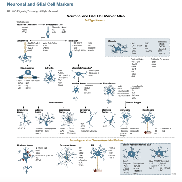 Figure 4 Neuronal and Glial Markers