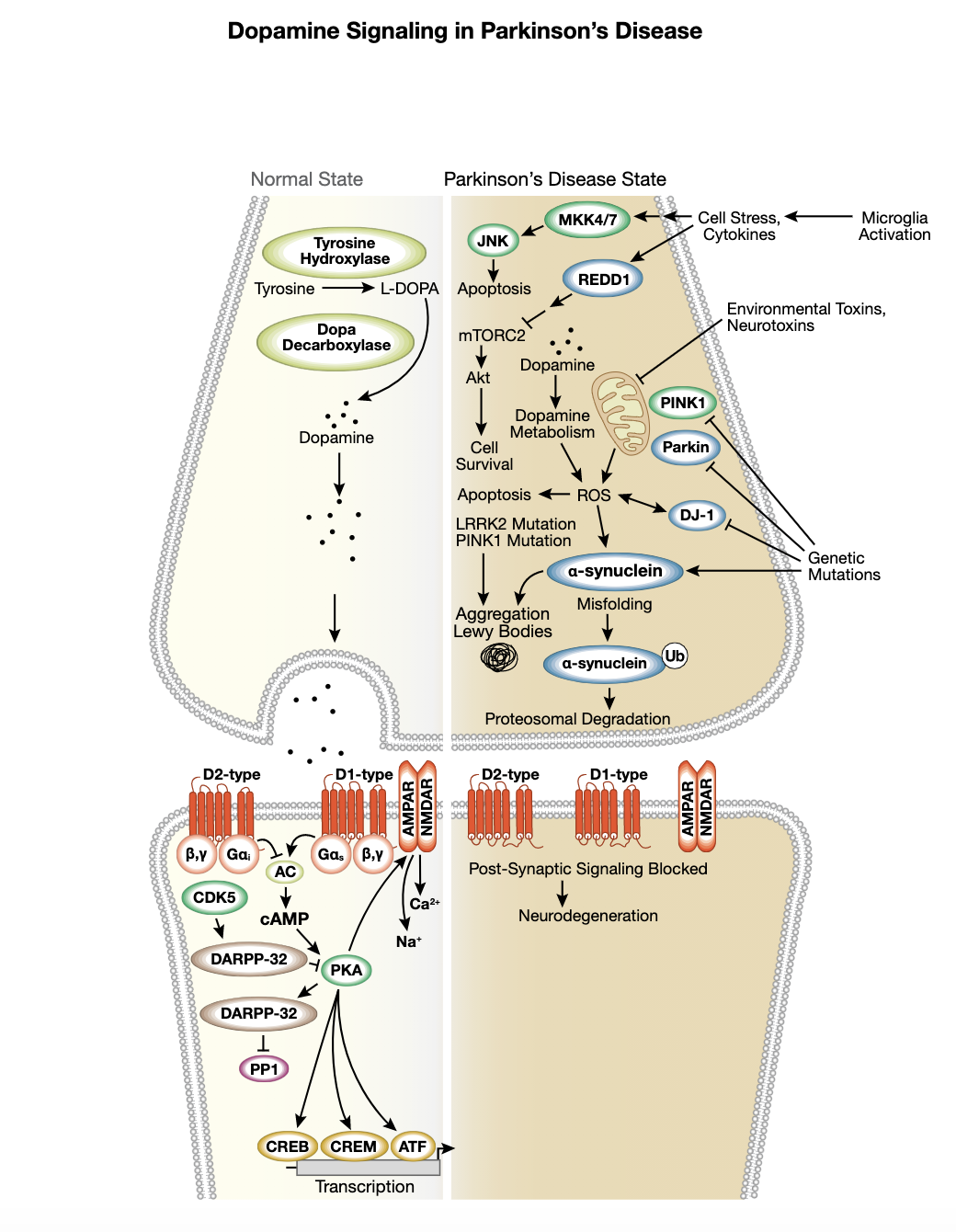 Figure 6 Dopamine Signaling in Parkinsons Interactive Pathway