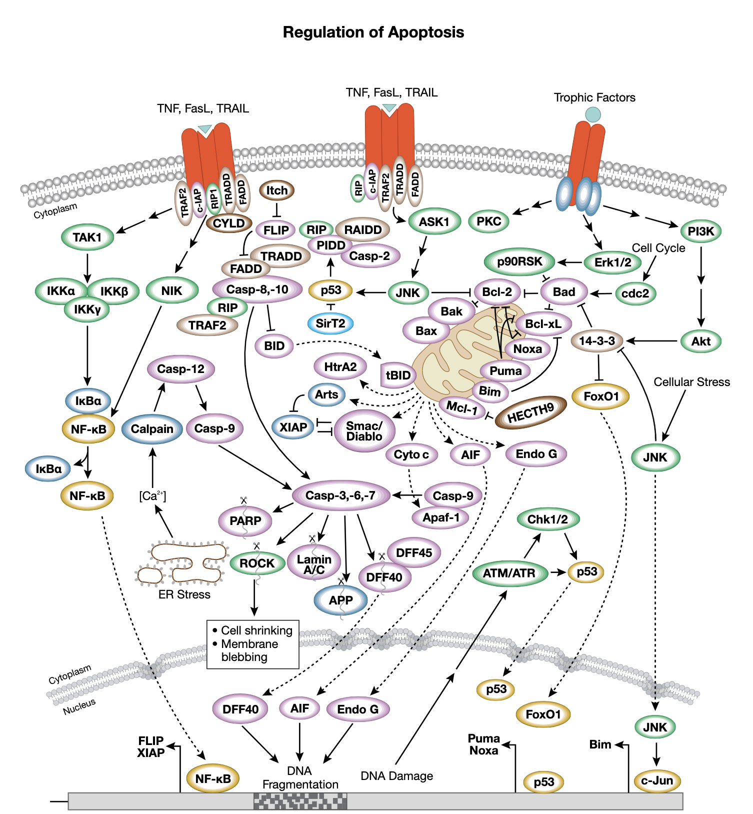 Regulation of Apoptosis Interactive Signaling Pathway