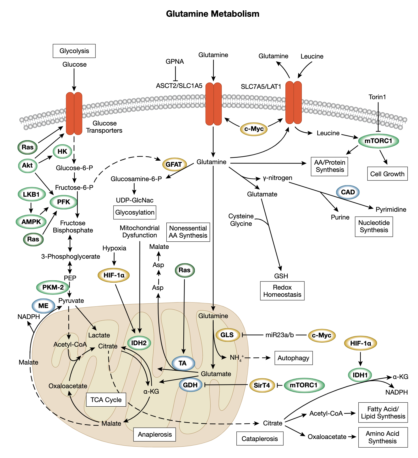 Glutamine Metabolism Interactive Signaling Pathway