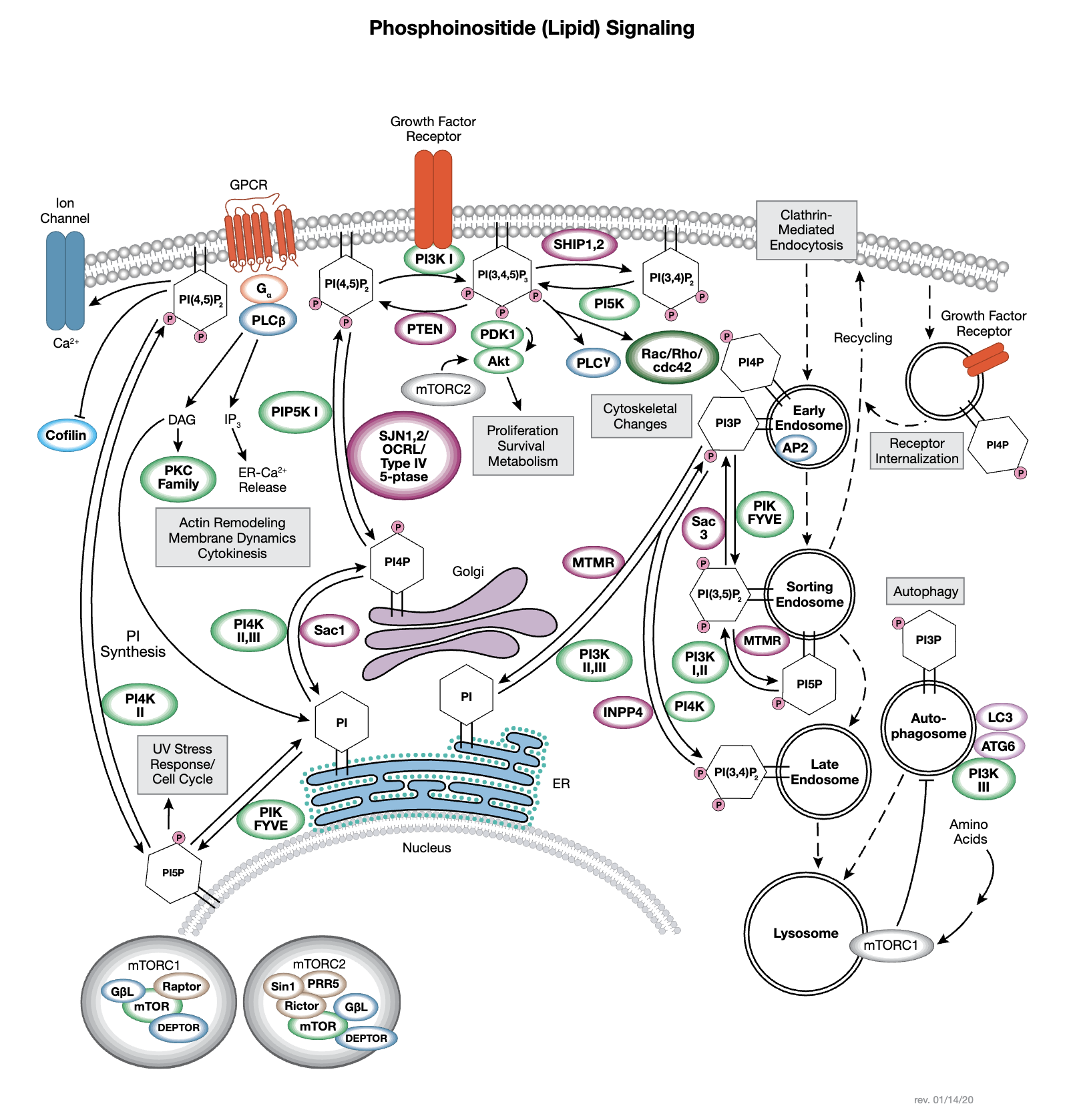 Phosphoinositide (Lipid) Signaling