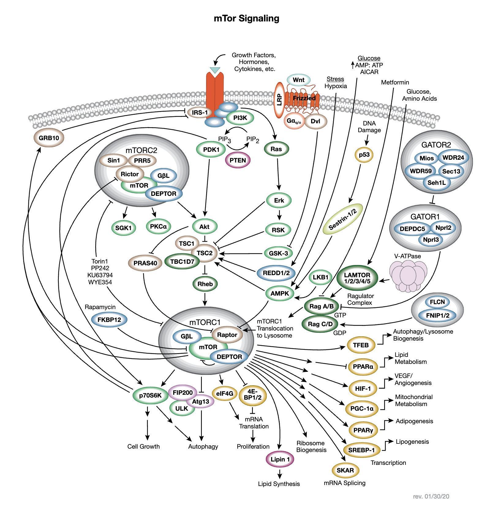 mTOR Interactive Signaling Pathway