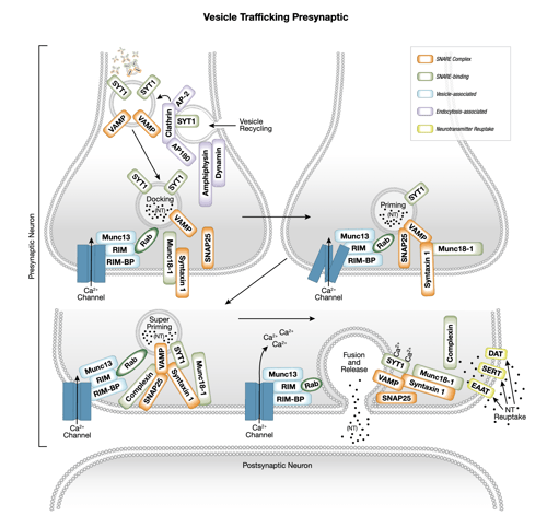 Vesicle Trafficking Presynaptic Interactive Signaling Pathway