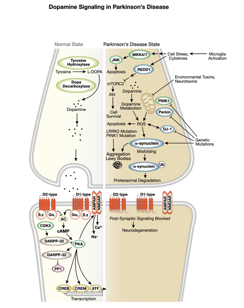 Dopamine Interactive Signaling Pathway