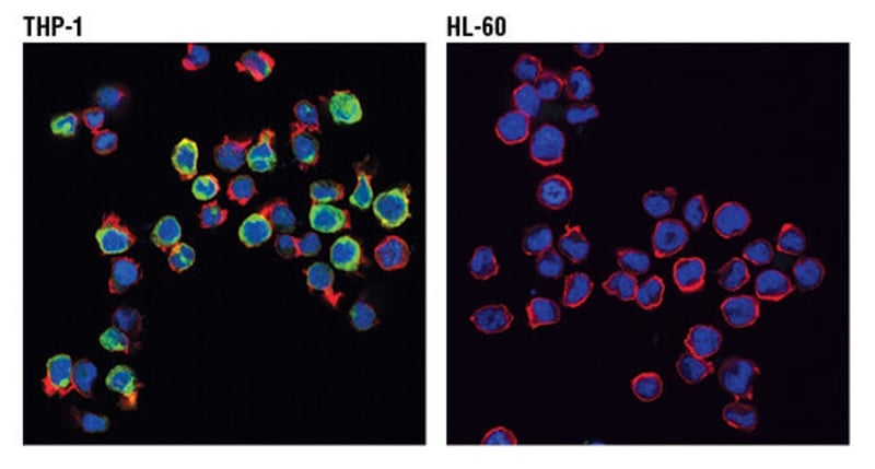  immunofluorescent analysis of THP-1 and HL-60 