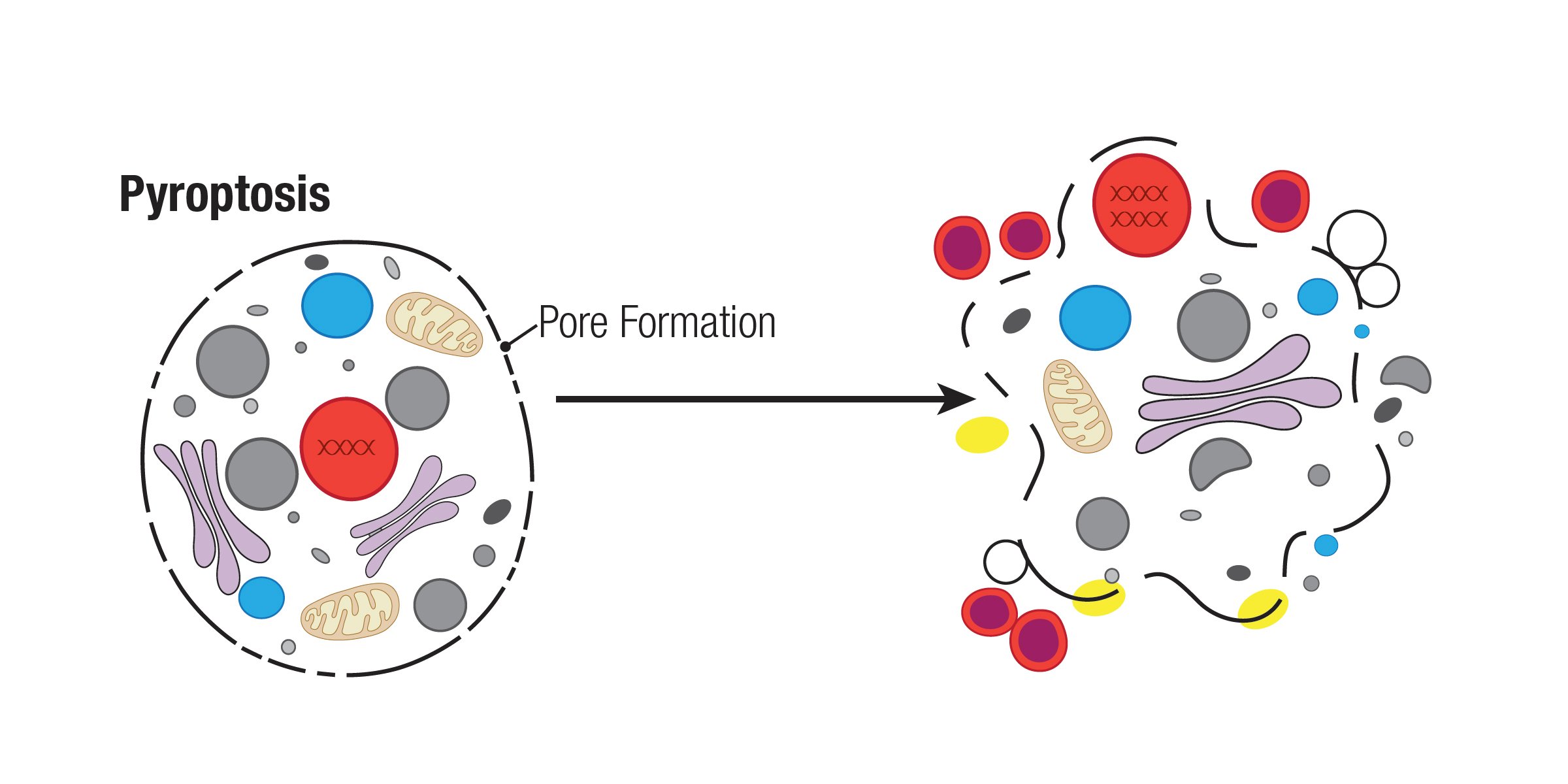 Mechanisms of Cell Death: Pyroptosis