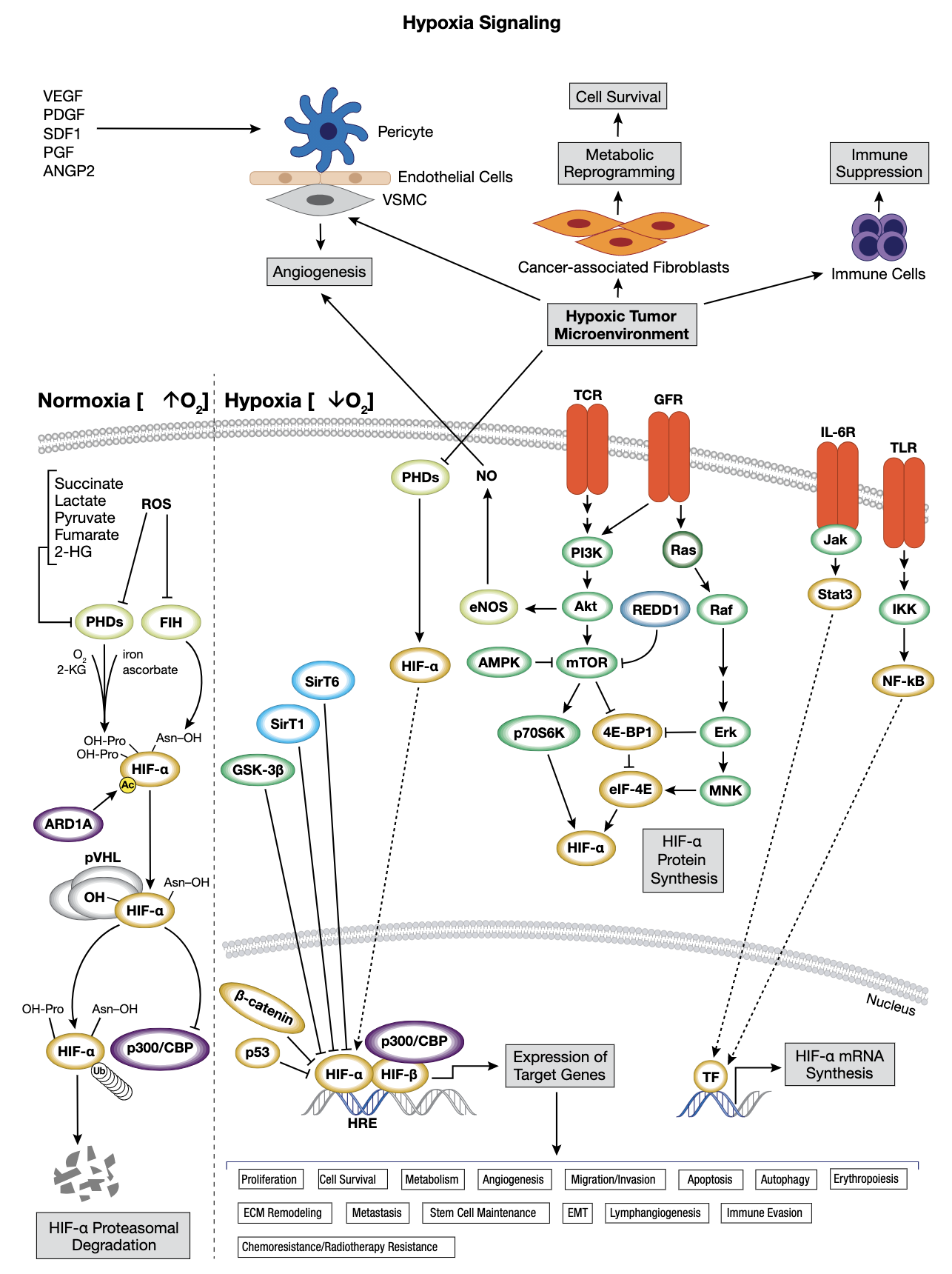 Hypoxia Interactive Signaling Pathway