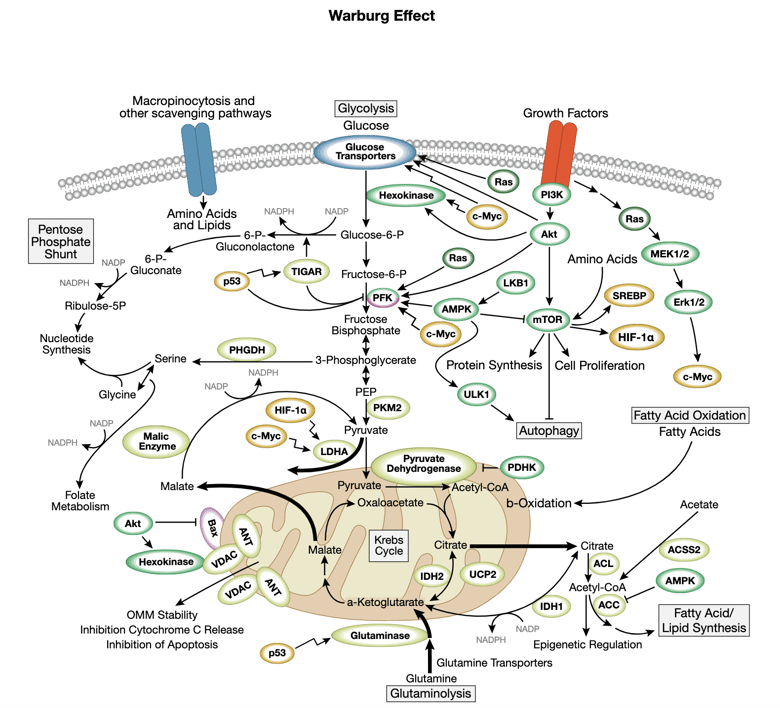 Warburg Effect Interactive Signaling Pathway