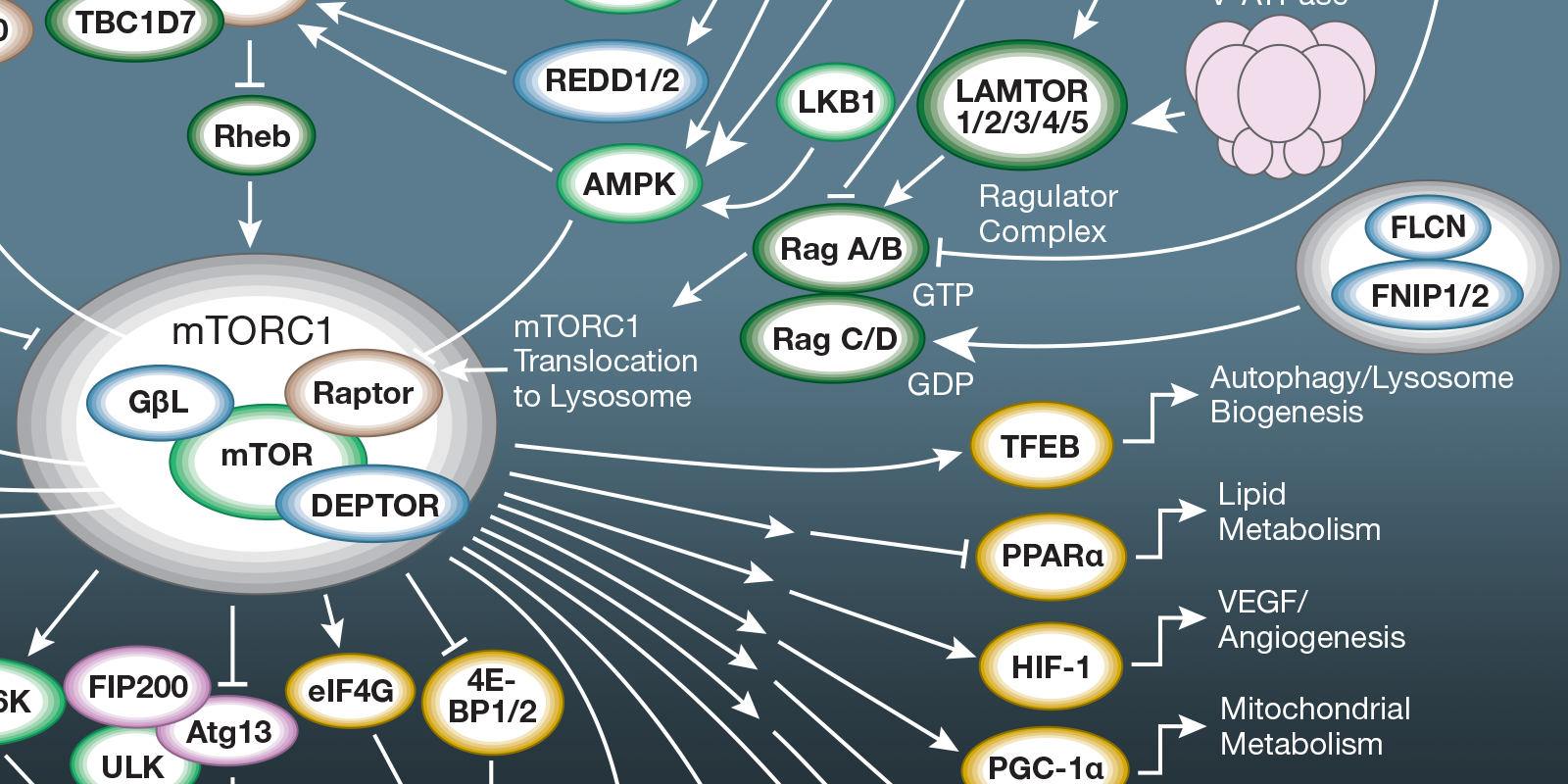 21-CAN-53151 mTOR blog 1600x800