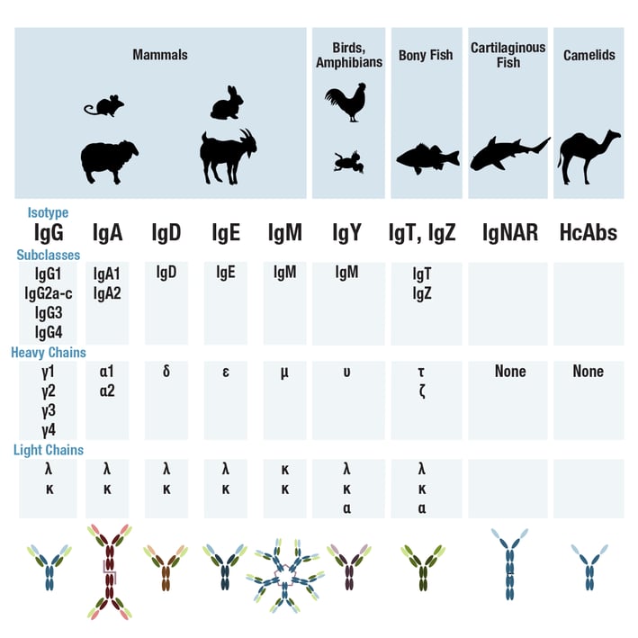 Antibody isotypes and subclasses by species