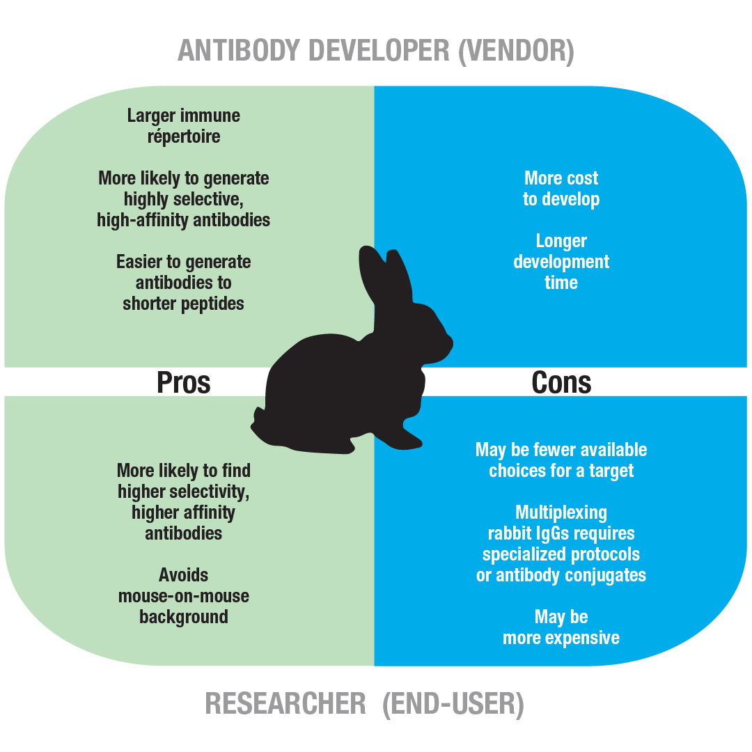 rabbit monoclonal antibody production