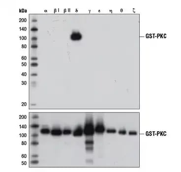 Western blot showing Isoform-specific detection of PKCδ using a rabbit monoclonal antibody
