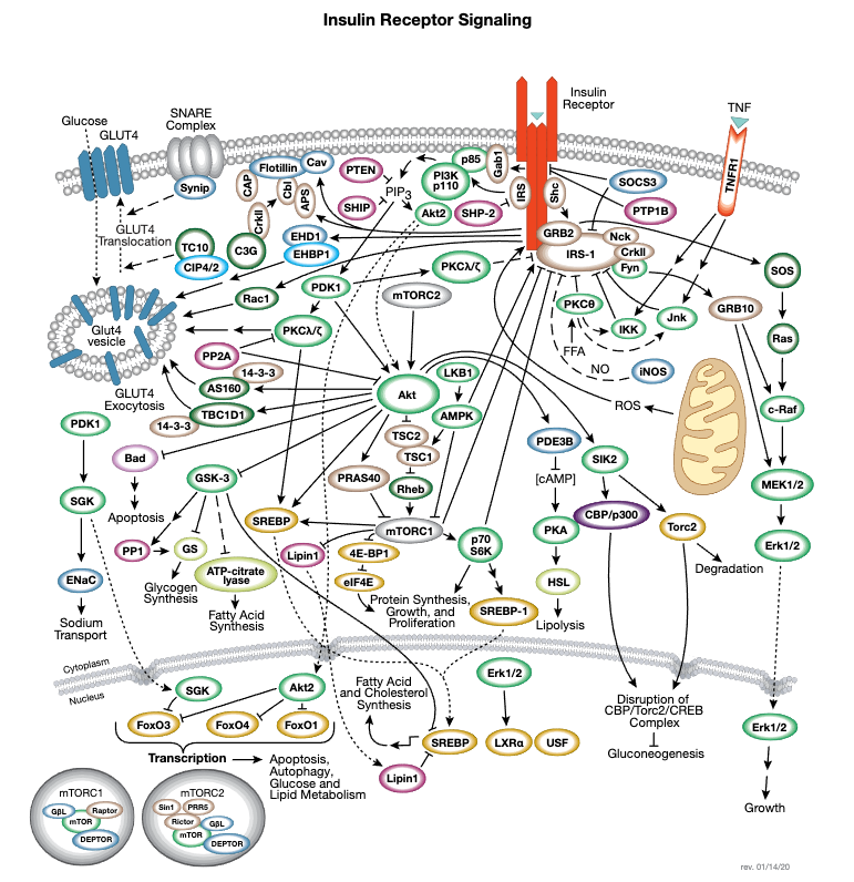 Insulin Receptor Signaling