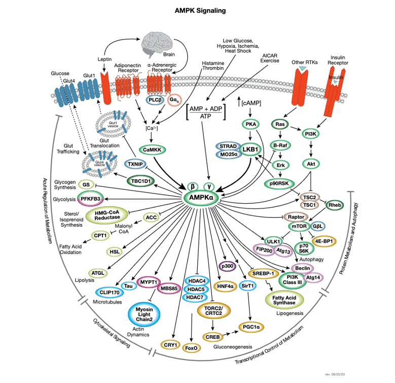 AMPK Signaling Pathway