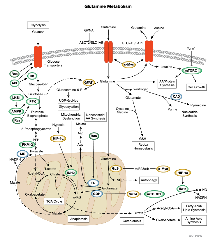 Glutamine Metabolism Signaling Pathway
