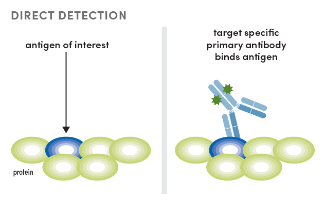 Strategies for Multiplex Immunofluorescence Using Conjugated Antibodies