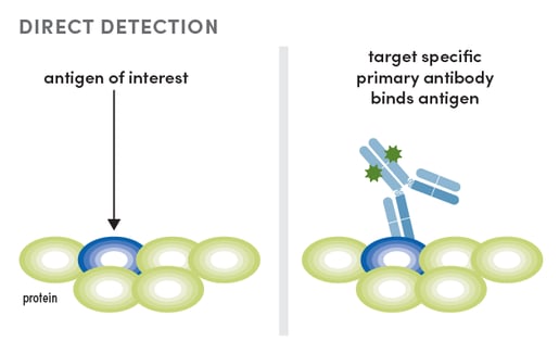 IF Multiplexing: Dye-Conjugated Primary mAbs for direct detection