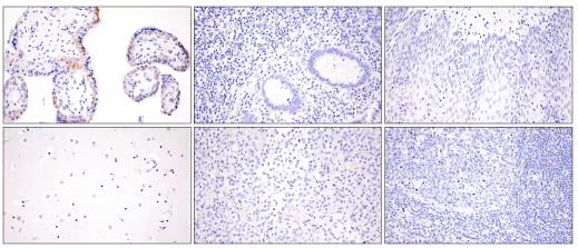 Claudin-6 Antibody in normal FFPE tissue IHC