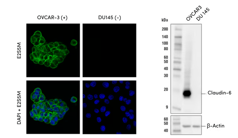 IF and WB Validation Data for Claudin-6 antibody
