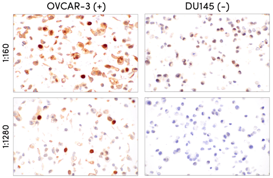 Validation testing of CLDN6 antibody using cell pellets