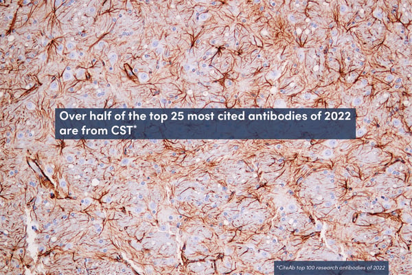 Over half of the top 25 most cited antibodies of 2022 are from CST*