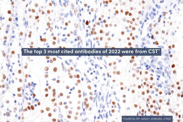 The top 3 most cited antibodies of 2022 were from CST*