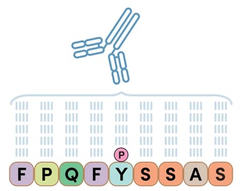 Diagram showing an antibody that is specific to a phosphotyrosine in the context of a specific, flanking peptide sequence, which can be used to identify tyrosine phosphorylation in a species-specific manner.