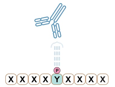 A diagram showing an example of a PTMScan antibody that is specific to phosphotyrosine, which can be used to detect tyrosine phosphorylation in any species.