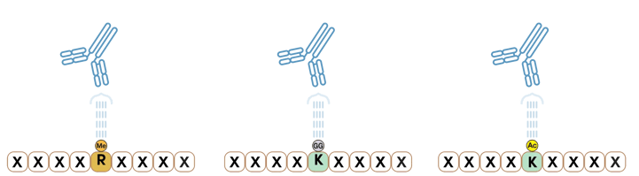 Diagram showing three PTMScan antibodies: Methyl-Arginine Specific Antibody, Ubiquitin/SUMO-Remnant Specific Antibody, Acetyl-Lysine Specific Antibody.