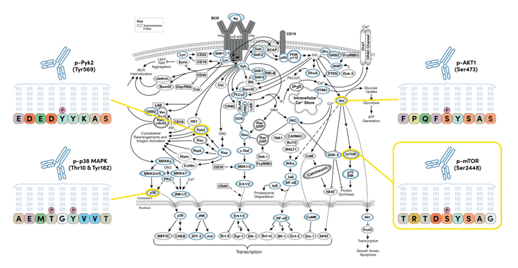 Proteomics Blog Series_PTMScan Direct_pathway copy