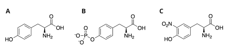 Structures of unmodified tyrosine, phospho-tyrosine, and nitro-tyrosine.