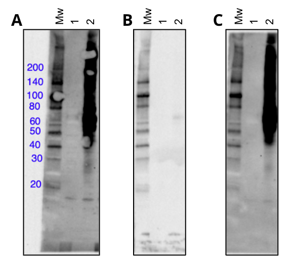 WB analysis using Nitro-Tyrosine 