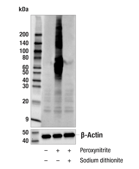 WB analysis using nitro-tyrosine antibody